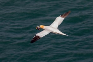 A gannet carries some tasty plastic food back to its nest. 