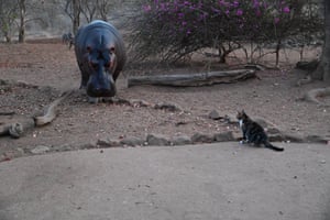 A wild hippo, nicknamed Steve, visits the Turgwe Hippo Trust headquarters in Chiredzi, Zimbabwe