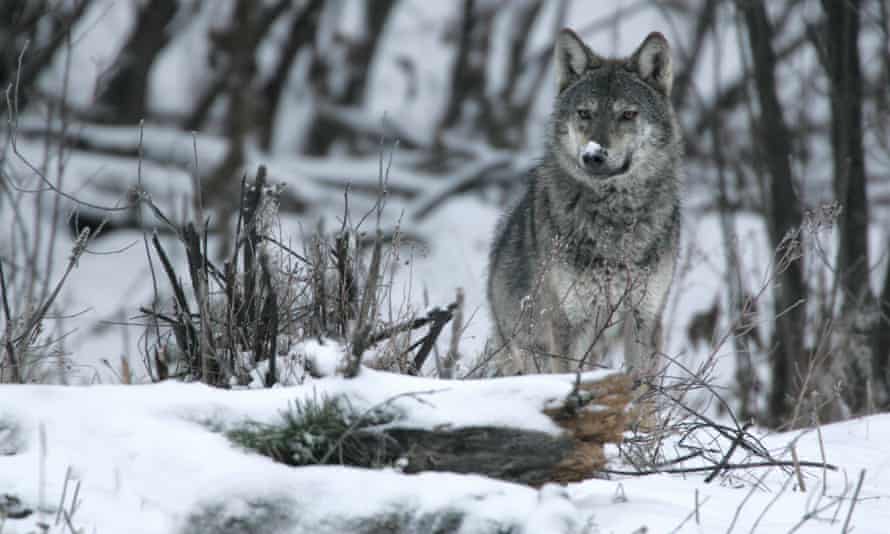 Wolf photographed in the Bieszczady mountains.