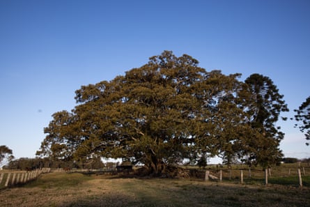 Boys were shackled to the fig tree at Kinchela Aboriginal Boys’ Training Home.