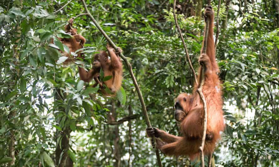 Mother orangutan with her babies in Gunung Leuser National Park, North Sumatra, Indonesia