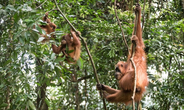 Mother orangutan with her babies in Gunung Leuser national park, North Sumatra, Indonesia
