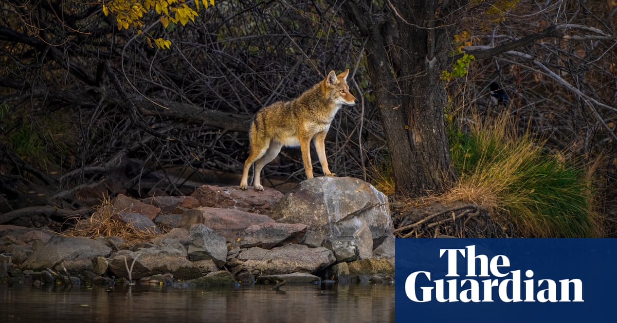 Coyotes stage comeback in Florida as residents report surge in sightings | Florida