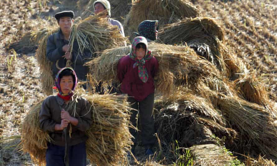 North Koreans work on a rice field outside Pyongyang.