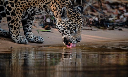 A jaguar drinks water in Porto Jofre, Brazil.