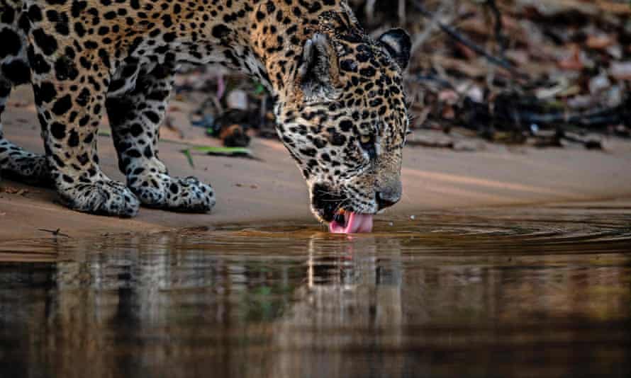 En jaguar drikker vann i Porto Jofre, Brasil.