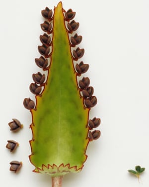 Show-stopper: Kalanchoe daigremontiana.