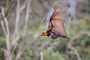 A female grey-headed flying foxes (Pteropus poliocephalus) Yarra Bend Park. Kew, Victoria.