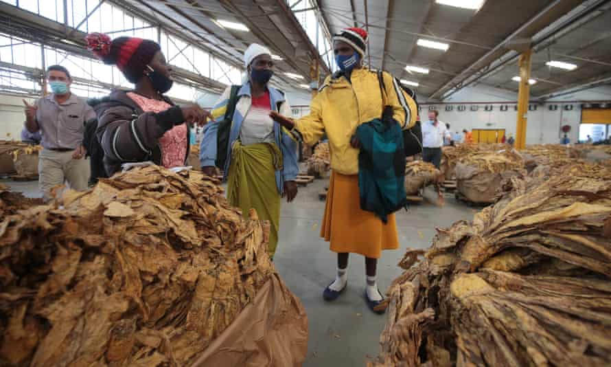 Tobacco farmers stand in front of tobacco leaves on the first day of the 2021 selling season