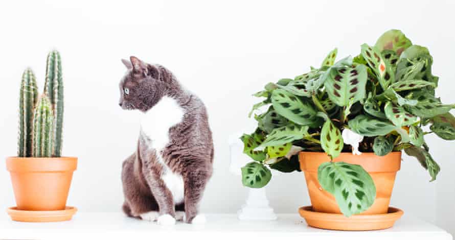 Houseplant Clinic From Crispy Ferns To Collapsed Cacti All Your Problems Solved Houseplants The Guardian Houseplant Clinic From Crispy Ferns To Collapsed Cacti All Your Problems Solved Houseplants The Guardian