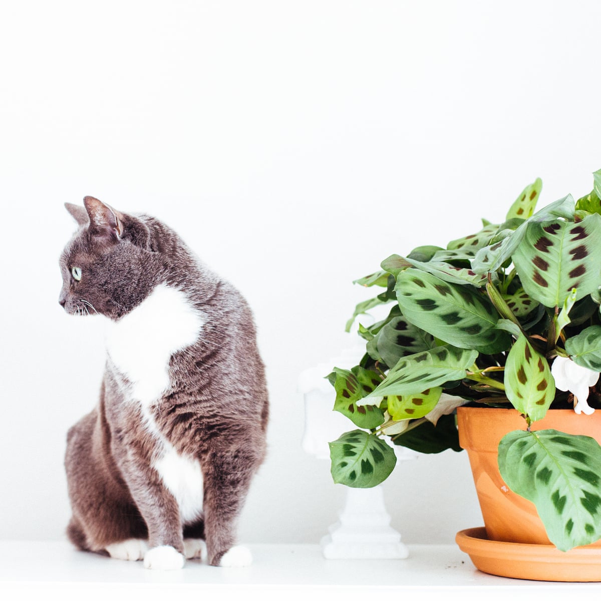 Houseplant Clinic From Crispy Ferns To Collapsed Cacti All Your Problems Solved Houseplants The Guardian Houseplant Clinic From Crispy Ferns To Collapsed Cacti All Your Problems Solved Houseplants The Guardian