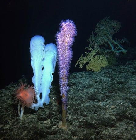 18 Sea Sponge Facts About These Underwater Wonders 