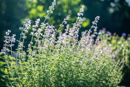 Catmint
