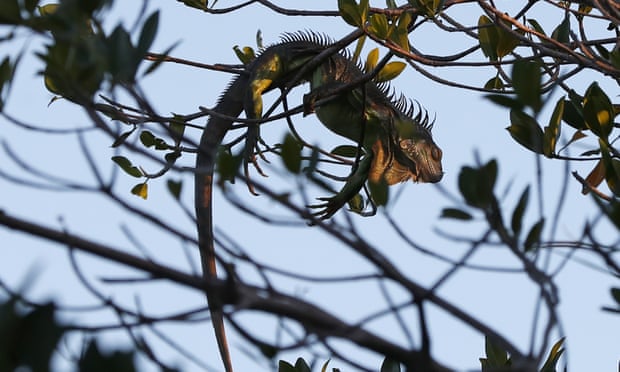 An iguana on a Florida tree limb as it waits for sunrise