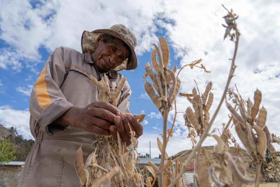 Juan Callo inspects his last crop of his tarwi, a nutritious Andean bean. By August, most crops have been harvested, leaving residents to survive on supplies stored in their homes.