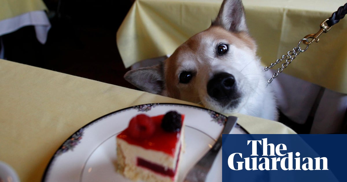 An emotional support animal is just a mouse click away | Life and style | The Guardian An Emotional Support Animal Is Just A Mouse Click Away | Life And Style | The Guardian