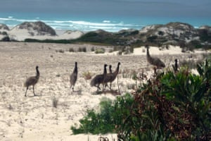 Port Lincoln, AustráliaUm bando de emus caminha ao longo das dunas de areia varridas pelo vento do Parque Nacional de Lincoln. Os gansos e cangurus do Cabo Barren estão entre outros animais selvagens do parque.