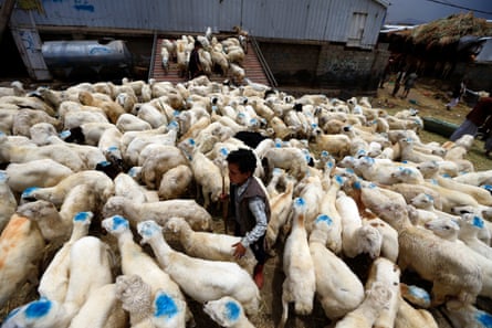 A Yemeni boy with livestock at a market in the capital Sana'a, Yemen, on 6 August 6 2019.