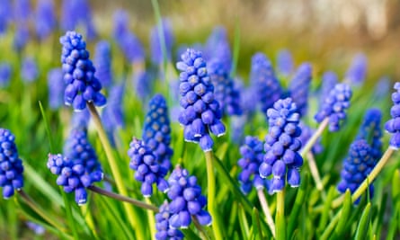 Armenian sapphire flowers closeup (muscari armeniacum) flowers closeup
