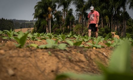 Valdemar Postanovich em sua fazenda de tabaco.
