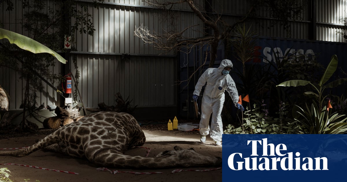 Emperor penguins and a fake crime scene: photos of the day  Monday