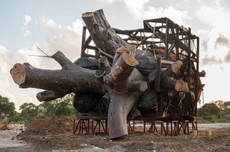 A baobab tree that has had its branches cut off lies on its side in a metal cage on a cleared patch of earth