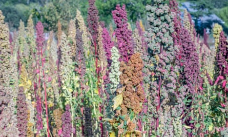 Dry-farmed quinoa growing at the New family farm in Sebastopol, California.