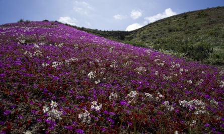 Hills carpeted in short flowers with the sky in the distance