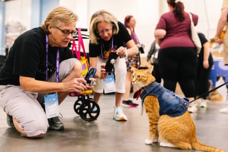 Attendees take pictures of a cat in a denim outfit
