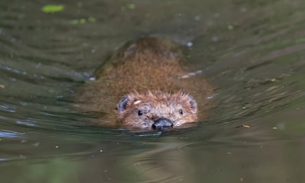 One of the beavers swimming at dusk in an extensive beaver pond constructed within a large woodland enclosure in Holnicote Estate, Somerset.