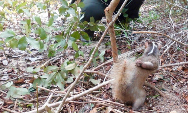 Wildlife Alliance patrol rangers discover a Burmese ferret badger caught in a snare in the Cardamom Rainforest Landscape. Fortunately this animal was released and survived