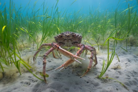A large crab underwater on the seatbed, surrounded by seagrass.