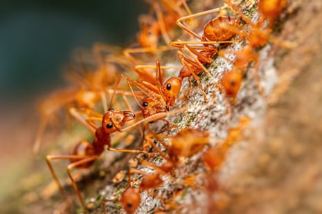 Small but increasingly vital, research into ants has revealed their importance, abundance and diversity.
