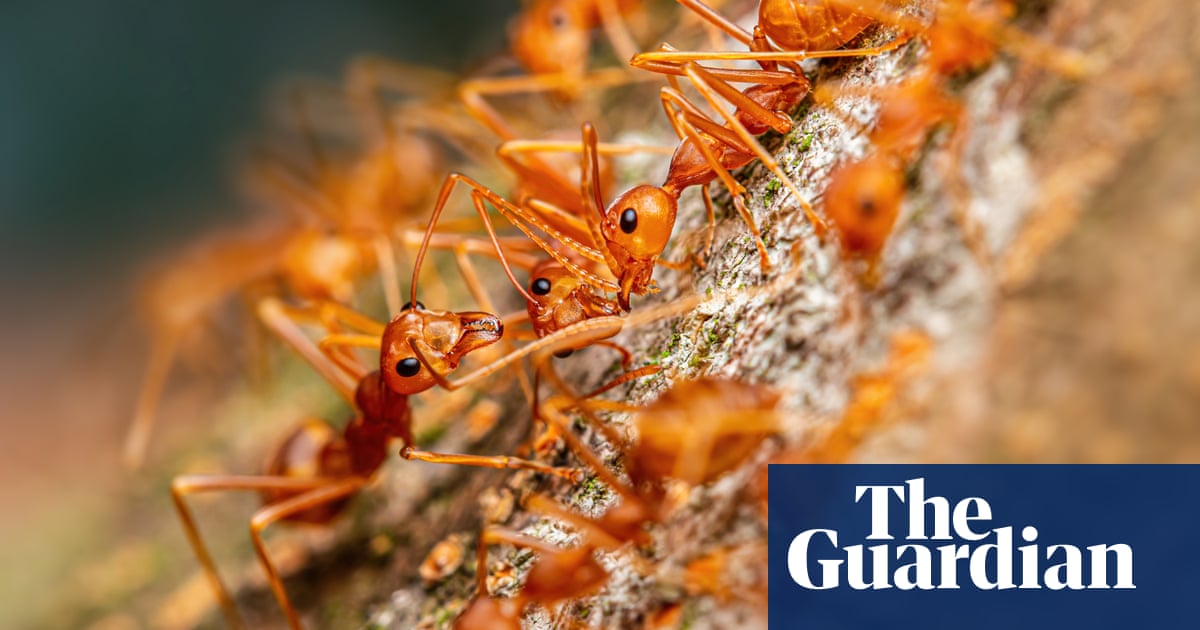 Insects and us: a mind-blowing 20 quadrillion ants and what they mean for the pl..