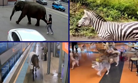 So far, 2024 has been a busy year for animal escapes