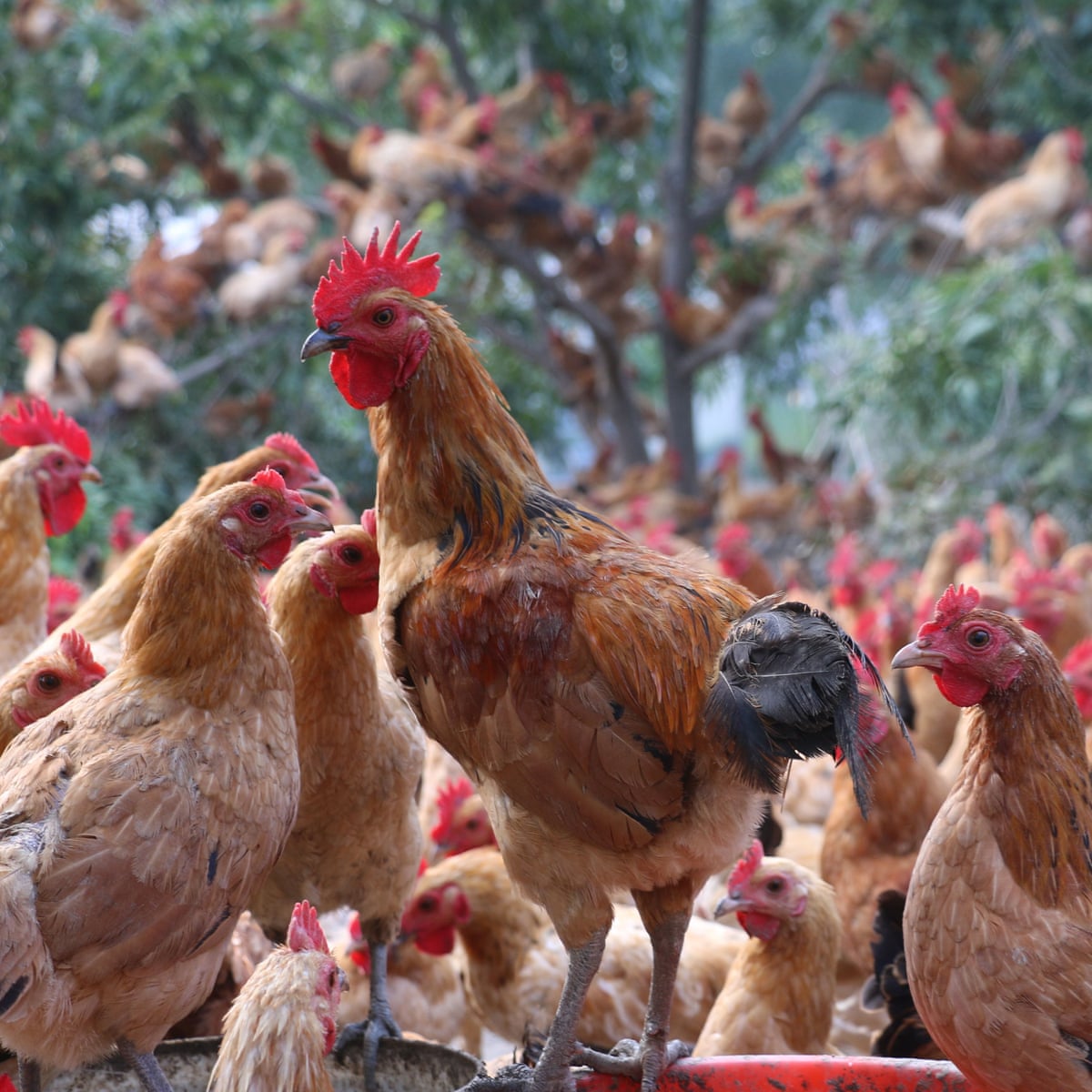 Did You Solve It Try Your Cluck At These Chicken Problems Mathematics The Guardian