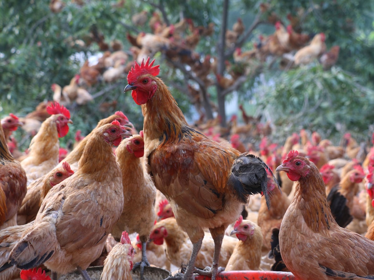 Did You Solve It Try Your Cluck At These Chicken Problems Mathematics The Guardian