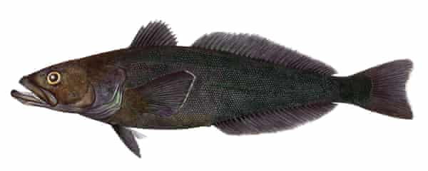 La merluza negra patagónica, también llamada lubina chilena (Dissostichus eleginoides).