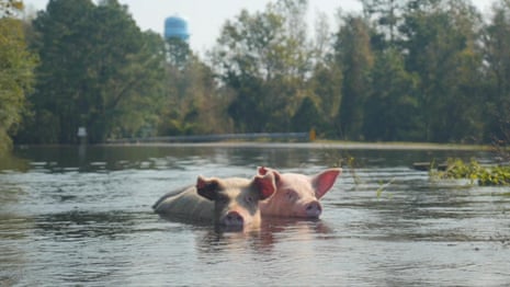 Pigs swimming in the floodwaters of Hurricane Florence in Wallace, North Carolina – video