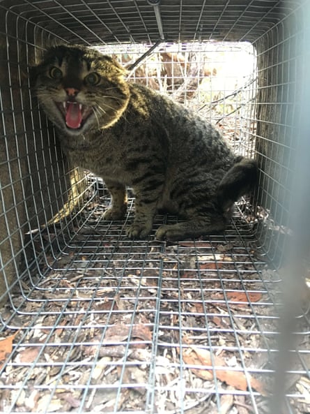 a feral cat caught in a cage
