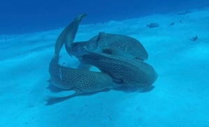 A trio of leopard sharks in New Caledonia has made marine science history after they were recorded mating in a “threesome”. It is the first time the globally endangered species has been documented in a mating sequence, providing valuable knowledge to aid conservation efforts.