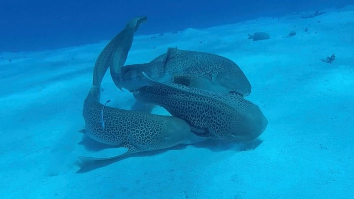 ‘Involved sequentially’: leopard sharks observed mating for first time in wild have threesome ‘Involved sequentially’: leopard sharks observed mating for first time in wild have threesome