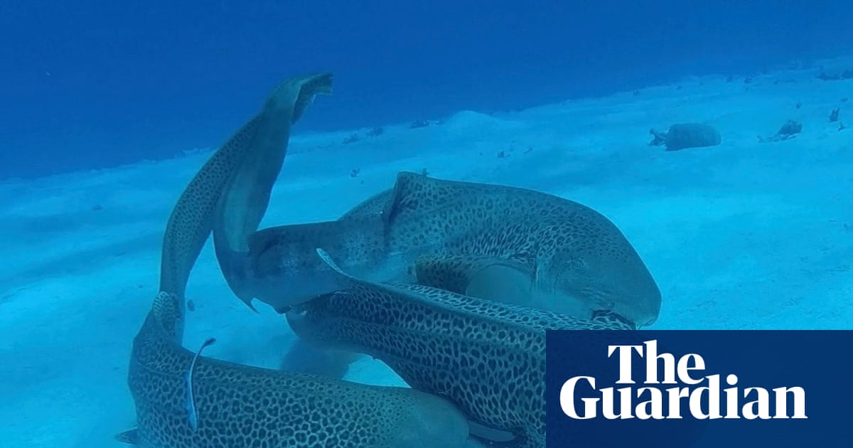‘Involved sequentially’: leopard sharks observed mating for first time in wild have threesome