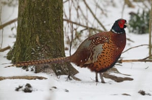 A pheasant in the snow in Northumberland.