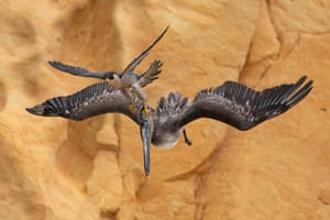 A peregrine falcon and a brown pelican
