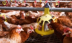 Bird flu is causing a surge in egg prices in the US and in the UK has kept birds inside barns since November.