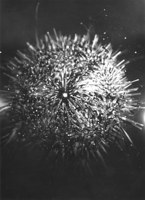 Jean Painlevé, Sea Urchin, 1927.