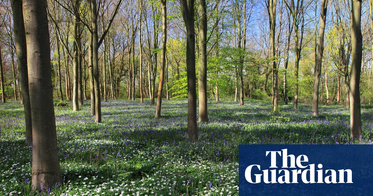 Country diary 1926: The floor of the wood is starred with white anemones
