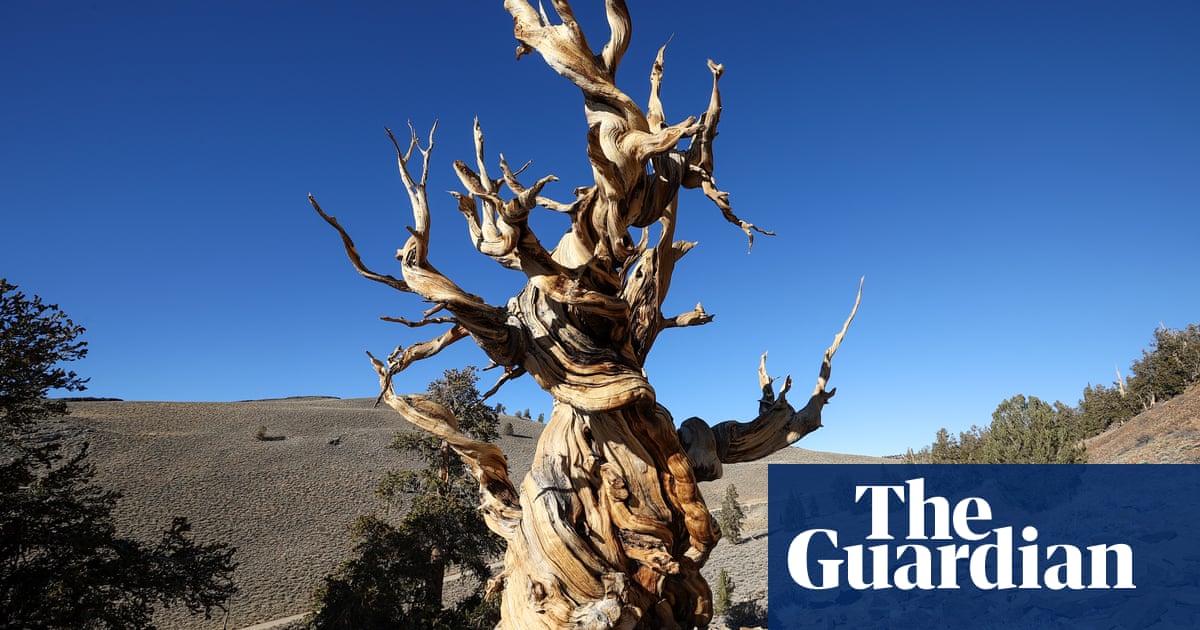 California wildfire threatening forest home of world's oldest tree