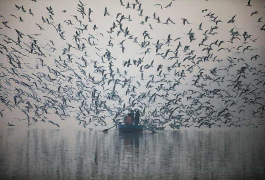 Alimentando a las gaviotas en Nueva Delhi